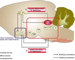 Serotonin and sleep diagram