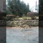  Coyote that bit several people was rabid, police say