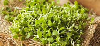 Image result for health benefits of longevity spinach