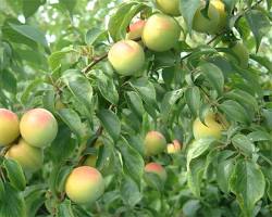 梅の果実の画像