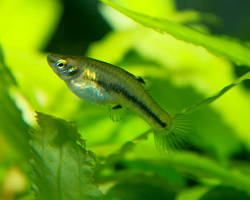 Heterandria