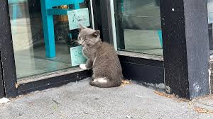 chaton