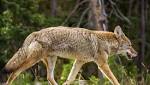  9-Year-Old Girl Attacked By Coyote Just Outside Her Home