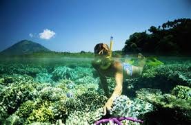 Image result for taman laut bunaken