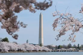 PHOTOS: It's peak bloom for Washington's iconic cherry blossoms
