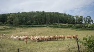 URGENT: Maladie Mortelle Frappe les Vaches! L'Élevage en Crise?
