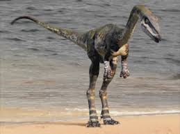 Resultado de imagem para coelophysis