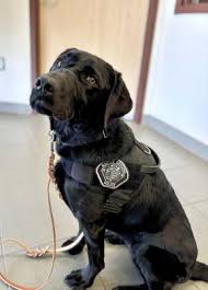 Battle Ground Police welcome comfort dog Rafferty ...