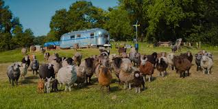 The Sheep Detectives Review: A Woolly Good Murder Mystery