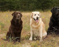 Image of Labrador Retriever dog