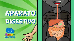 Resultado de imagen de APARATO DIGESTIVO