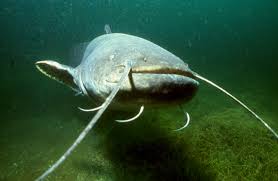 Image result for wels catfish