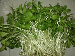 Image result for RAU MẦM CẢI XANH