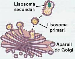 Resultado de imagen para lisosomas
