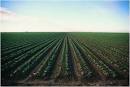 Complete Crop Protection Croplands