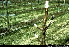 Résultat de recherche d'images pour "tree trunk repair grafts"