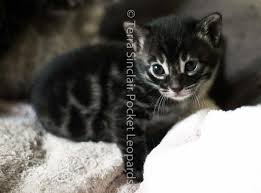 Image result for bengal kitten