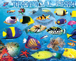 puzzle with a photo of a tropical fishの画像