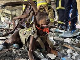 Searching for people under rubble: State Emergency Service introduces Hanna, their four-legged employee | Ukrainska Pravda