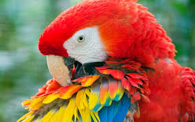 Image result for macaw parrot hd
