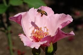 NYT Spelling Bee Hints for March 14, 2026