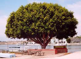 Resultado de imagem para FICUS BENJAMINA