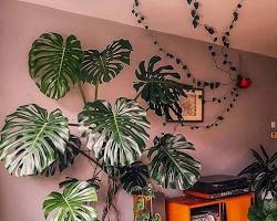 Bohem ev dekorasyon bitkileri  Bohemian home decor plants resmi