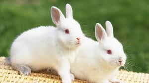 Image result for RABBIT