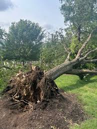 Photos: Can historic Downtown park recover from storm devastation?