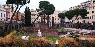 Image result for roman cats