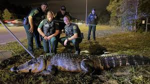Gatorland rescues Mr. Worldwide, 11-foot alligator found near Orlando tourist area