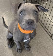Pet Supplies Plus -... - Pet Supplies Plus - St. Peters, MO