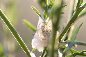 Image result for spittle bug