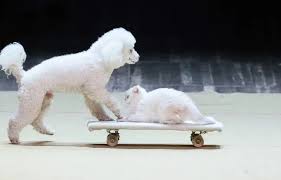 Les Français sont les champions de l’abandon de chiens et chats… Aidez-nous à savoir pourquoi