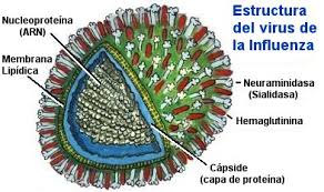 Resultat d'imatges de virus gripe