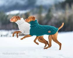 dog wearing a handmade sweaterの画像