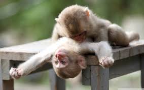 Image result for MONKEYS