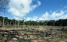 Help fight against deforestation WWF