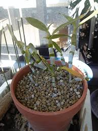 「ボラ土」の画像検索結果