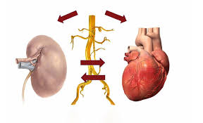 Diseased kidneys "poison" the heart: Scientists discover the hidden mechanism