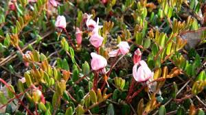 Bildergebnis für hochmoor große haide foto