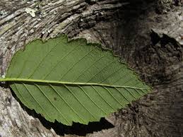 Image result for alder leaves