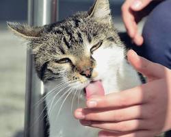 Image of cat licking human finger