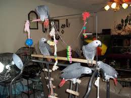 Image result for african grey parrot for sale