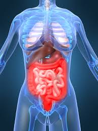 Image result for human stomach