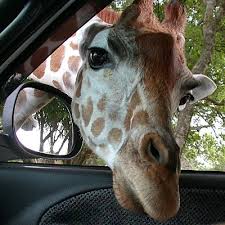 Fossil Rim