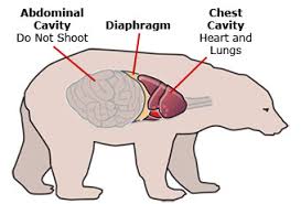 Resultado de imagen de bear shot placement