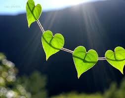 Image result for Hearts in Nature