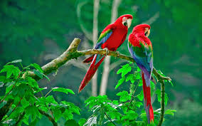 Image result for macaw parrot hd