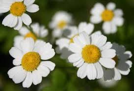 Image result for feverfew